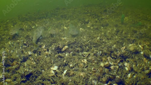 Alien species: Some of Round goby (Neogobius melanostomus) on the river bottom covered with Zebra Massel shells. photo