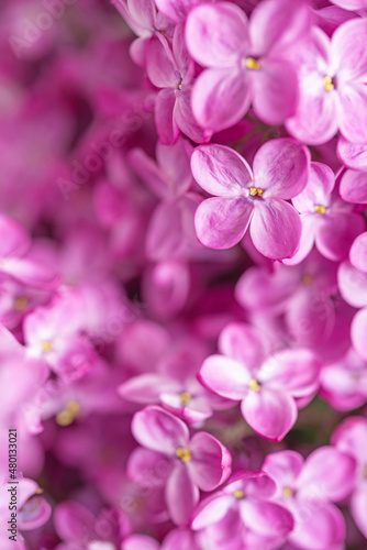 Lovely pink lilac macro background. Blooming spring flowers wallpaper. Beautiful seasonal floral closeup. Copy space. Atmospheric photo. Vertical photo.