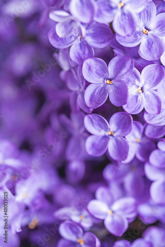 Tender purple lilac background. Moody macrophotography. Blossoming spring flowers wallpaper. Beautiful seasonal floral closeup. Copy space. Atmospheric photo. Vertical photo.