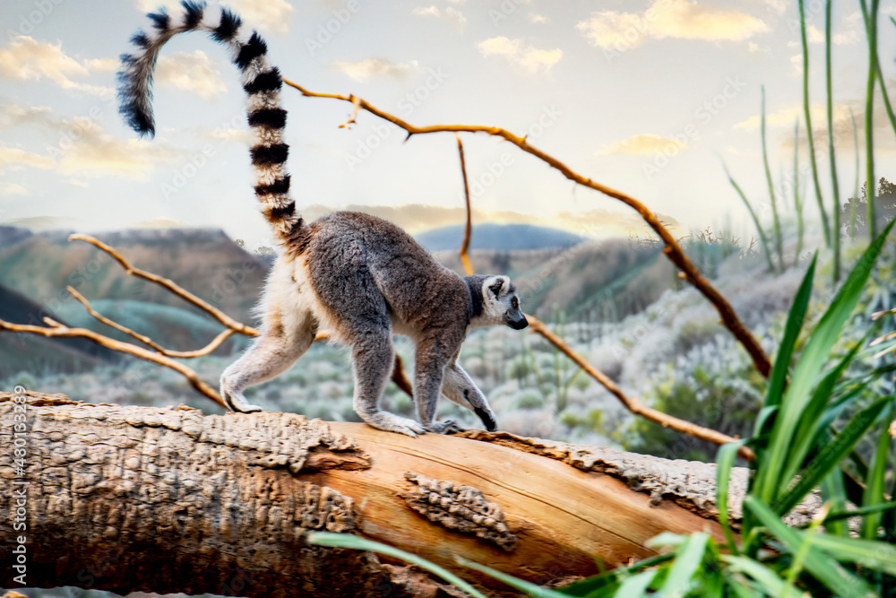 lemur on a tree - obrazy, fototapety, plakaty 