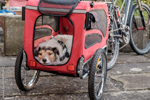 Hund liegt in einem Fahrradhundeanhänger © Himmelswiese