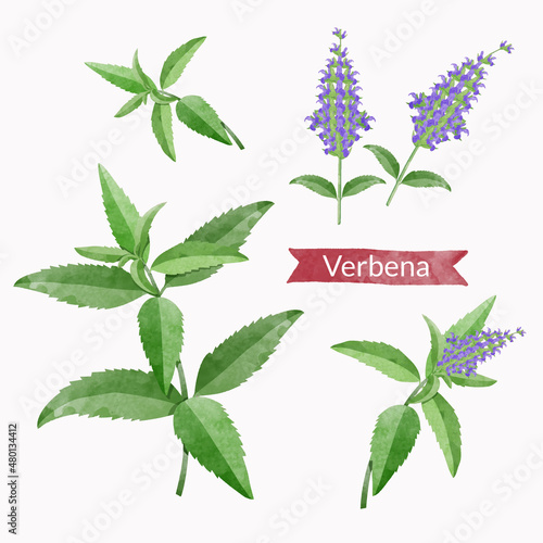 Verbena Leaf branch, flowers and leaves Design elements set, watercolour style vector illustration. photo