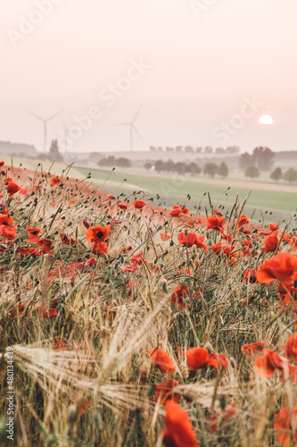 Cornfield with red poppies at sunset