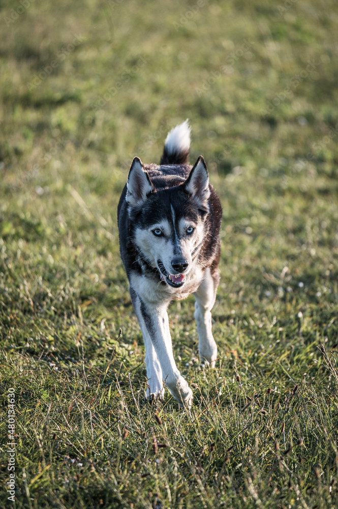 Husky mit 3 Beinen in der Natur Husky mit 3 Beinen in der Natur