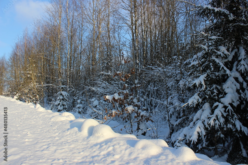 Winter landscape with trees and snow. Beautiful winter landscape with blue sky and snow covered trees and field. Winter time. Winter landscape with trees and snow. Beautiful winter landscape with blue sky and snow covered trees and field. Winter time.