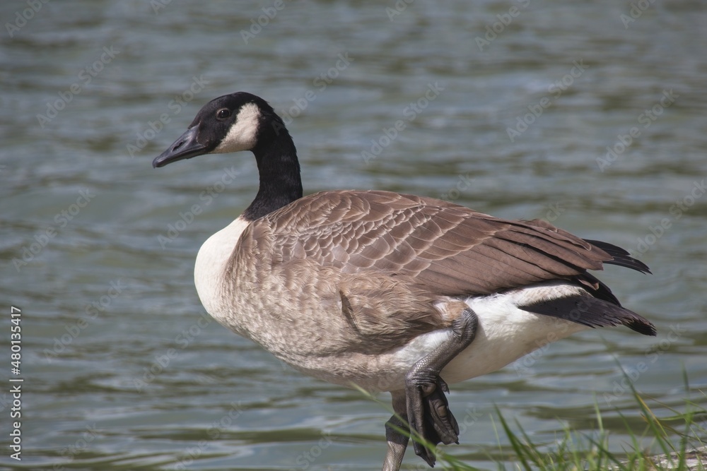 country goose on the grass country goose on the grass