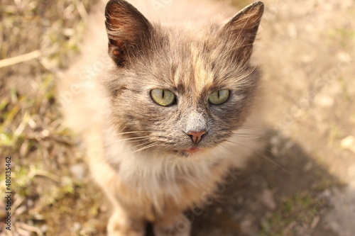 Selective focus of beautiful grey cat with big eyes. A grey cat is sitting on the ground. Portrait of a cat. © Tatsiana