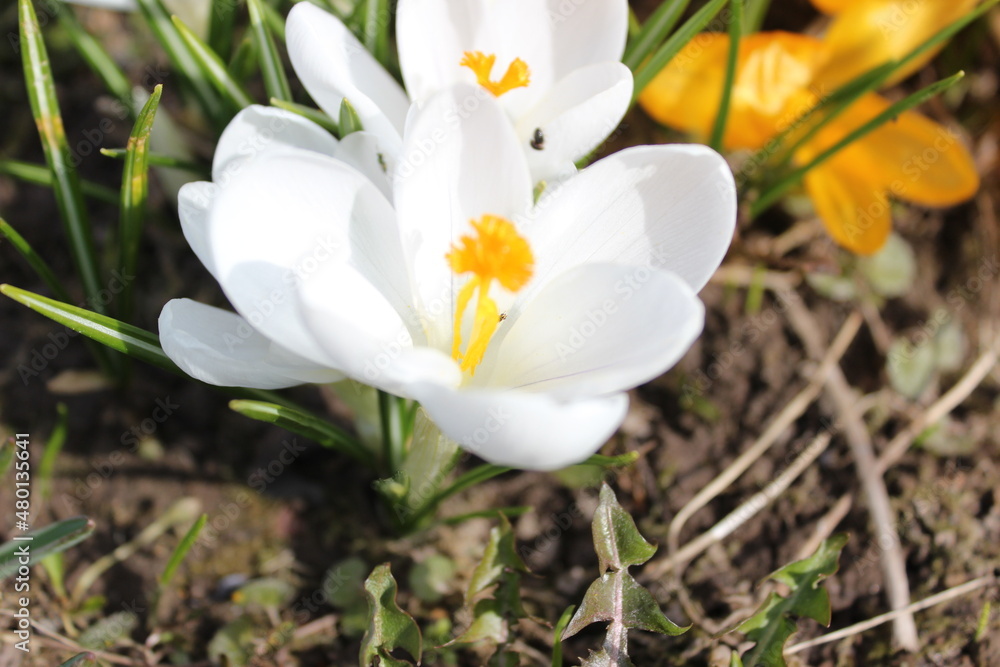 white crocus flowers close-up
