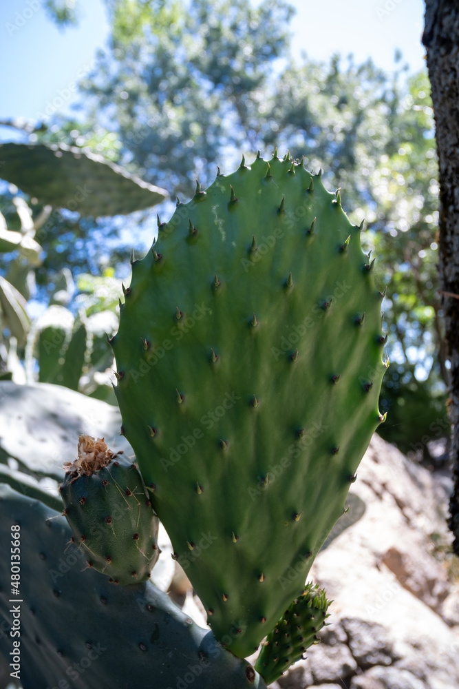 Prickly pear plant with its fleshy leaves full of thorns Prickly pear plant with its fleshy leaves full of thorns