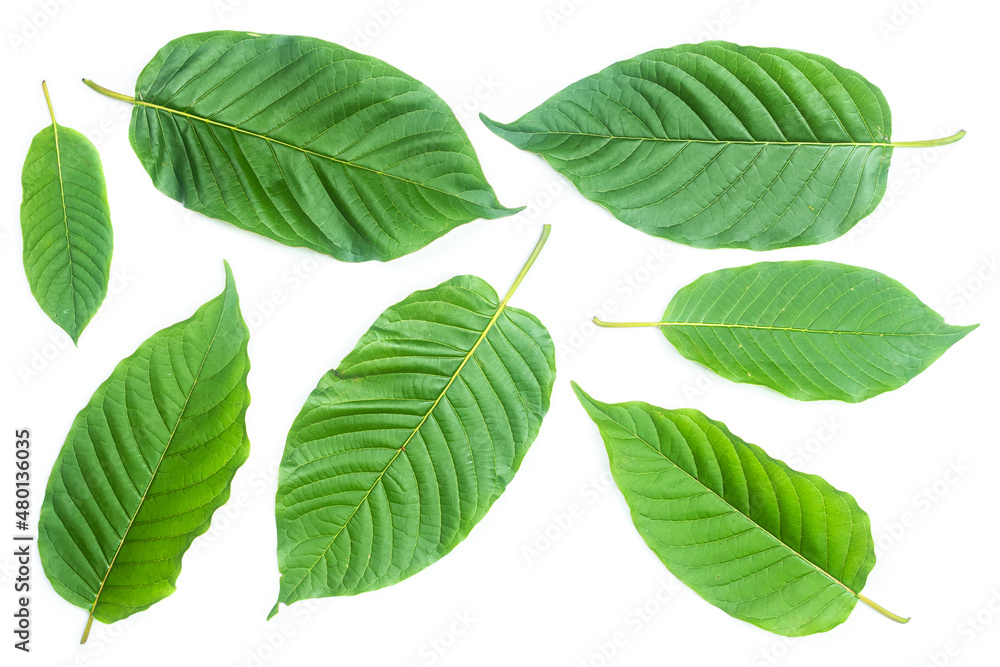 Group of fresh kratom leaves or Mitragyna speciosa on white background Group of fresh kratom leaves or Mitragyna speciosa on white background