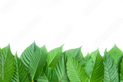 Group of fresh kratom leaves or Mitragyna speciosa on white background photo