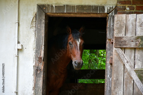 A view of old, abandoned stables or barn with the figure of a horse on them, wooden and brick elements, as well as wooden doors opened ajar seen in the middle of a dense forest in Poland