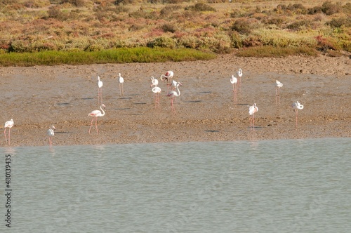 The common flamingo is a species of phoenicopteriform bird in the Phoenicopteridae family. photo