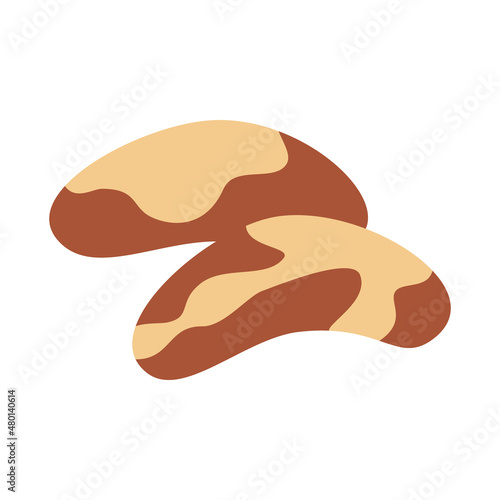 Brazil nut full open peeled nut. Brazilian nut healthy food harvesting. Natural walnut food. Vector illustration