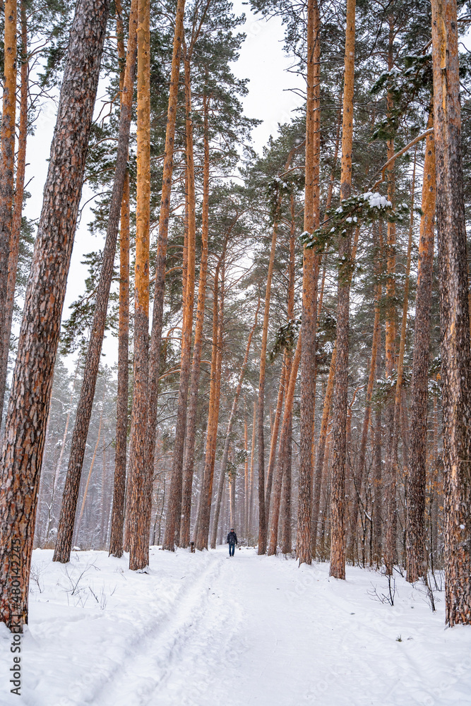 Fototapeta premium Pine trees covered with snow in forest. Beautiful winter panorama
