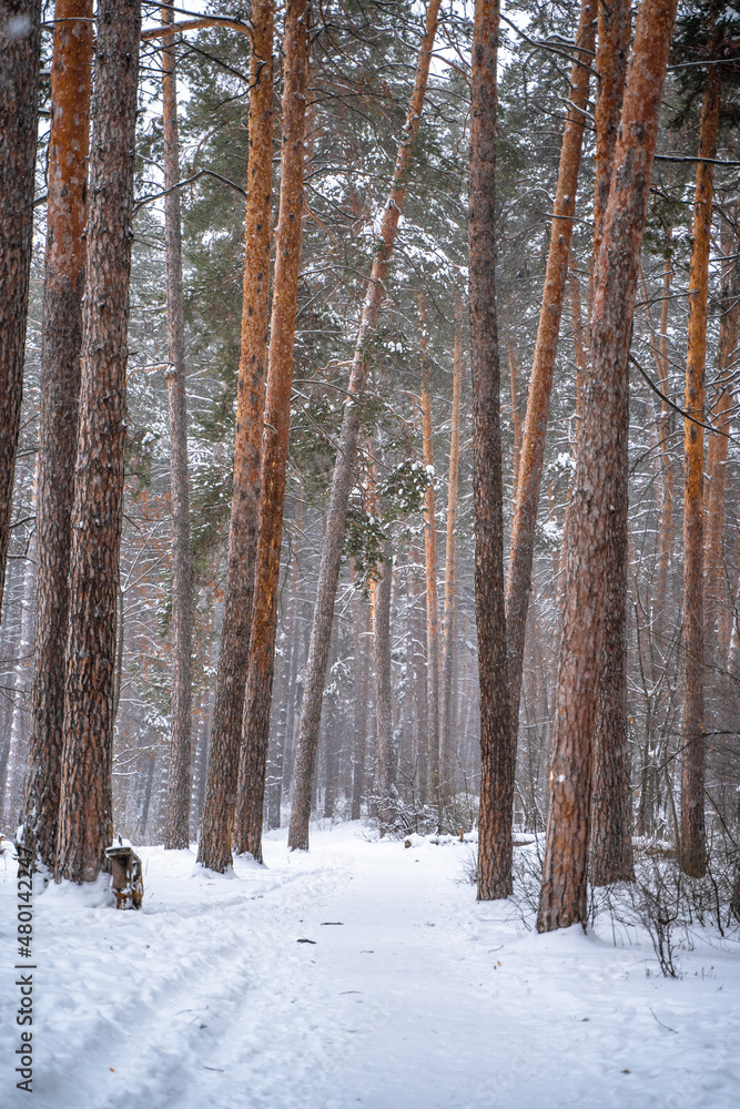 Pine trees covered with snow in forest. Beautiful winter panorama Pine trees covered with snow in forest. Beautiful winter panorama