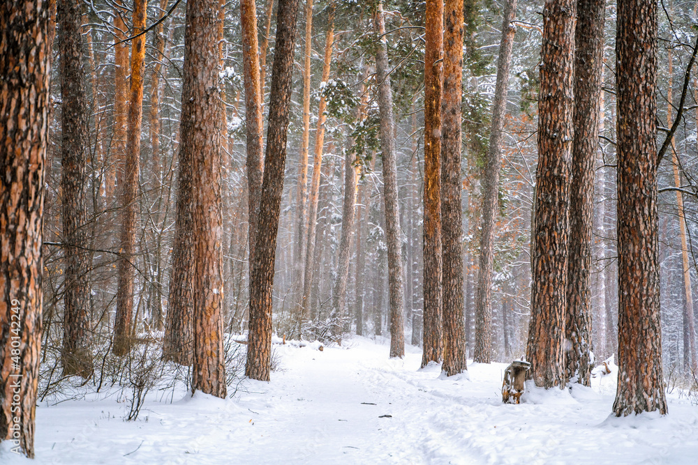 Pine trees covered with snow in forest. Beautiful winter panorama