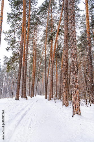 Pine trees covered with snow in forest. Beautiful winter panorama