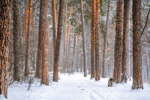 Pine trees covered with snow in forest. Beautiful winter panorama