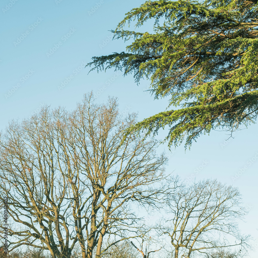 Obraz premium Trees Without Leaves During Winter Season In England Uk