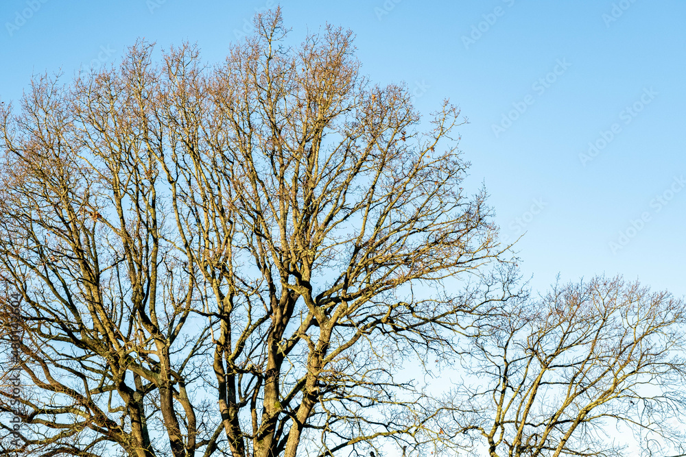 Trees Without Leaves During Winter Season In England Uk Trees Without Leaves During Winter Season In England Uk