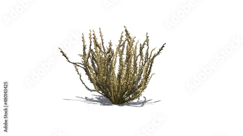 Sagebrush bush in autumn with shadow on the floor - isolated on white background - 3D illustration photo