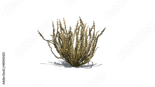 Sagebrush bush in autumn with shadow on the floor - isolated on white background - 3D illustration