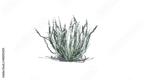 Sagebrush bush in winter with shadow on the floor - isolated on white background - 3D illustration photo