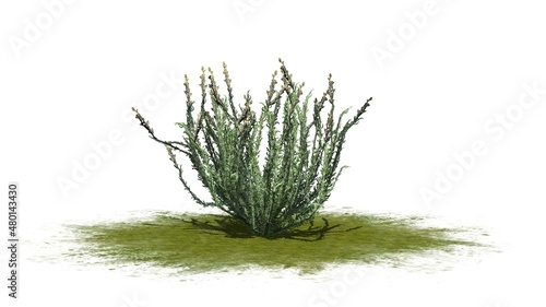 Sagebrush bush on green area - isolated on white background - 3D illustration photo