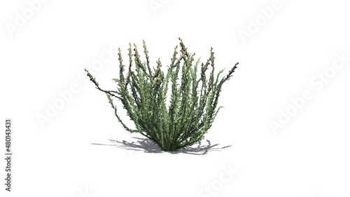 Sagebrush bush with shadow on the floor - isolated on white background - 3D illustration photo