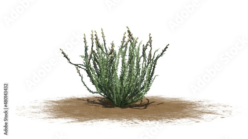 Sagebrush bush on sand area - isolated on white background - 3D illustration