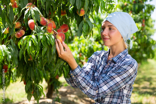 Obraz na plátně Girl horticulturist in kerchief picking peaches from tree in garden