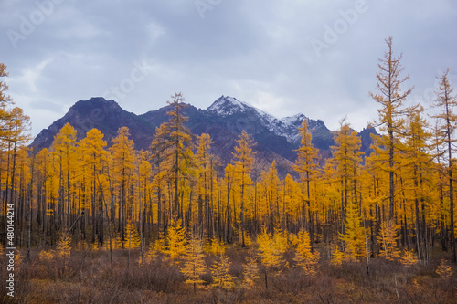 Golden autumn larch trees on the background of the Kodar ridge