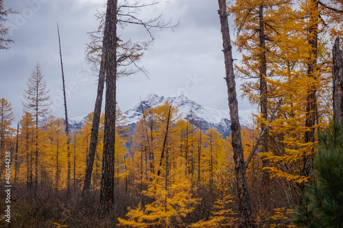 Golden autumn larch trees on the background of the Kodar ridge photo