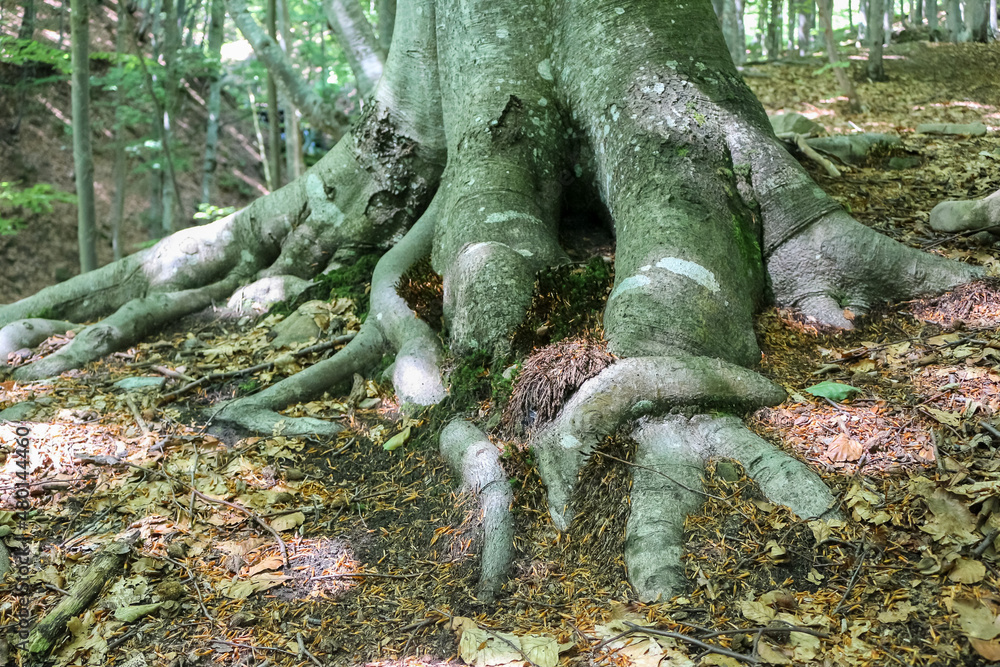 Obraz premium beech roots