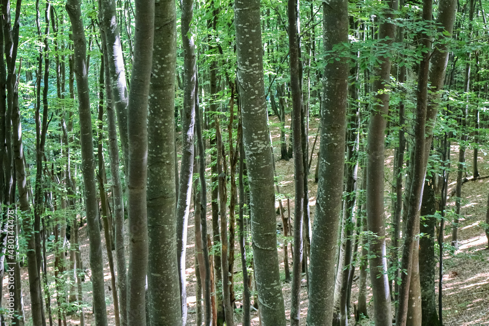 beech forest beech forest
