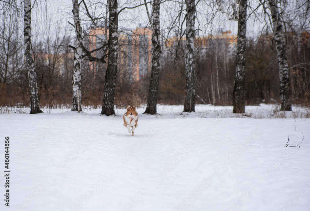 sheltie puppy runs through the snow in the park