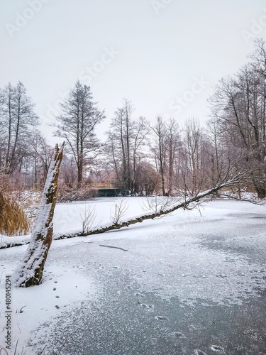 winter landscape in the forest