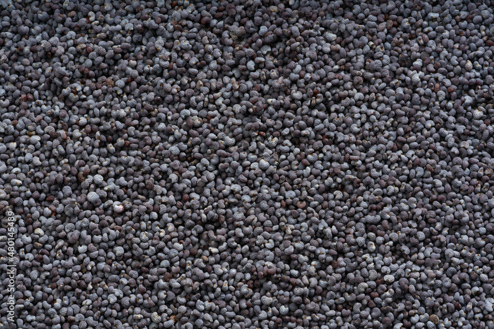Detailed and large close up shot of poppy seed. Detailed and large close up shot of poppy seed.