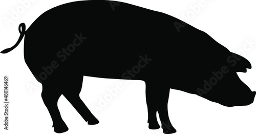 Pig silhouette. Domestic cattle. Vector illustration isolated on white.
