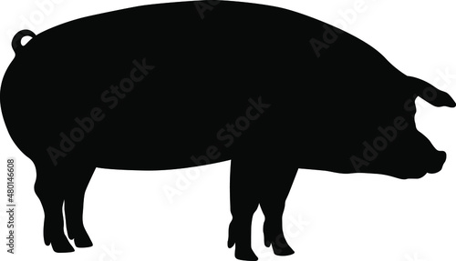 Pig silhouette. Domestic cattle. Vector illustration isolated on white.