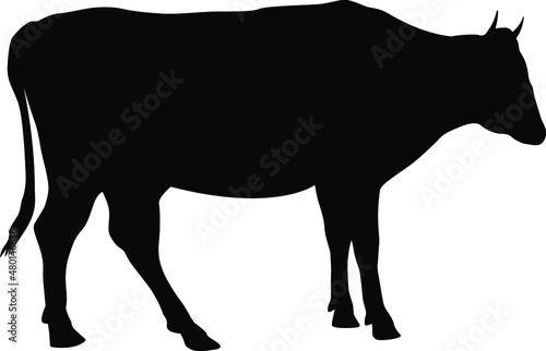 Cow silhouette. Domestic cattle. Vector illustration isolated on white.
