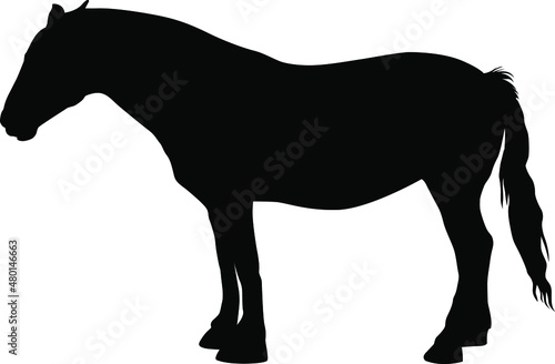 Horse silhouette. Domestic cattle. Vector illustration isolated on white.