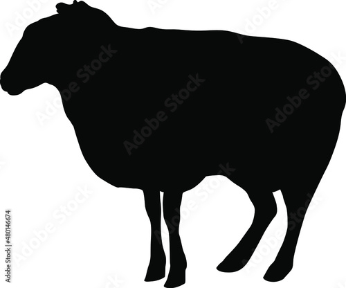 Sheep silhouette. Domestic cattle. Vector illustration isolated on white.