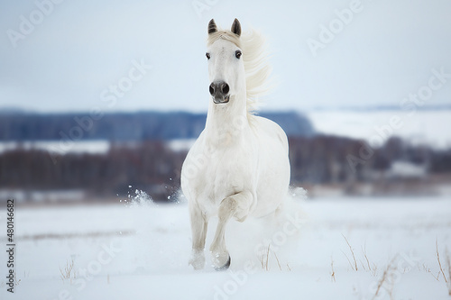 White Orlov trotter galloping through the snow