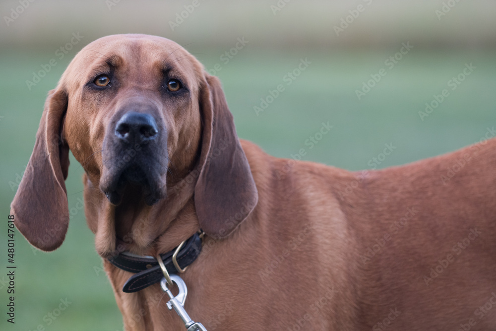 portrait of a brown hound dog