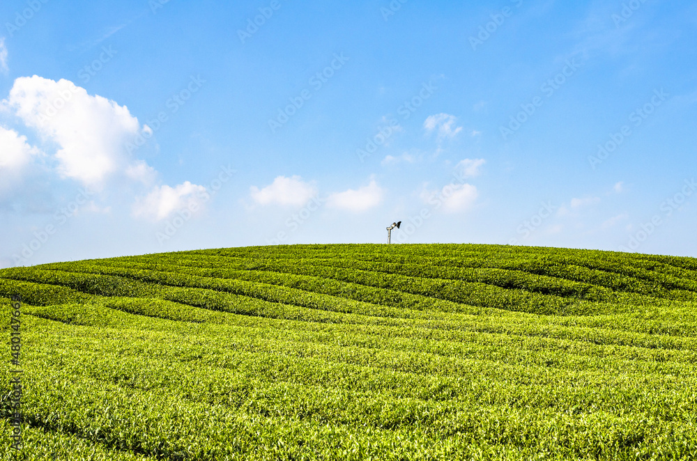 green tea plantation