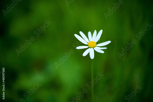 Single Chamomile Flower on a Green Meadow.