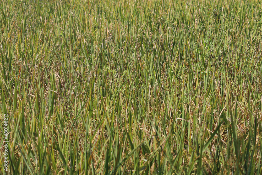 yellowing paddy in the fields to be ready for harvest yellowing paddy in the fields to be ready for harvest