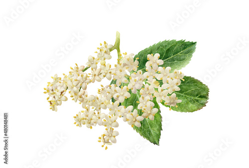 Elderberry blossom watercolor illustration isolated on white background